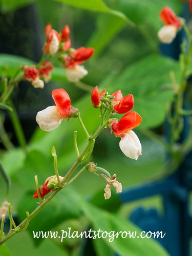 'Painted Lady' Runner Bean (Phaseolus coccineus)  
Nice orange and white bicolor flowers. The orange part is the standard or banner and the white is the wing.